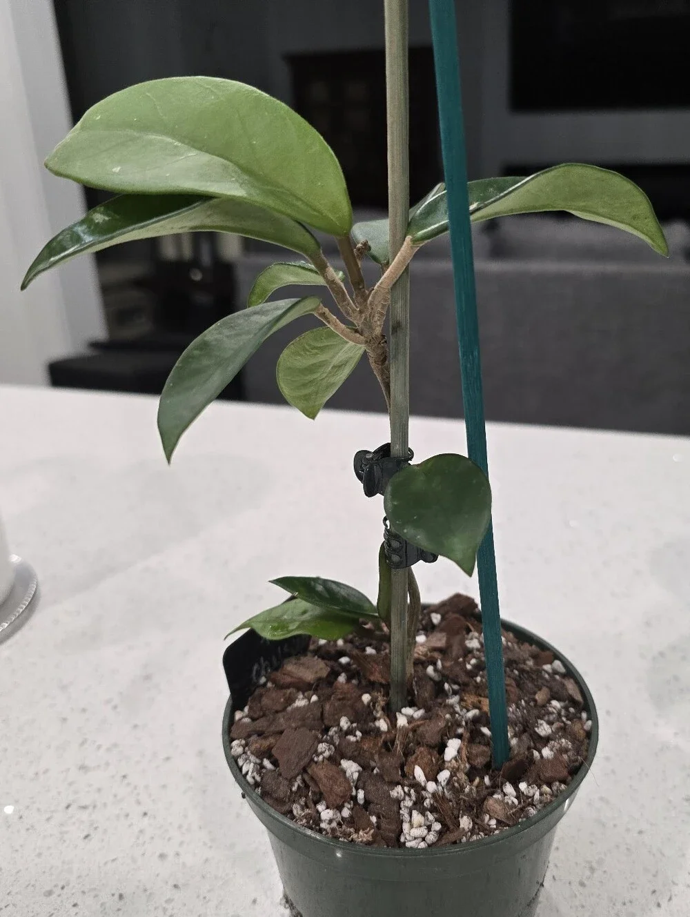 Hoya Chelsea - 6
